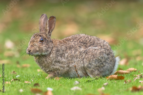 bunny rabbit sitting on the grass in the uk in the summer