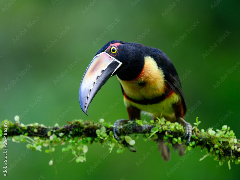 Obraz premium Collared Aracari portrait on mossy stick against dark green background