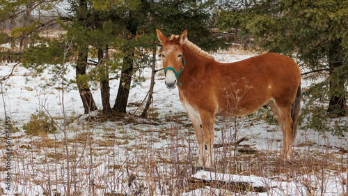 winter horse in snowy field 