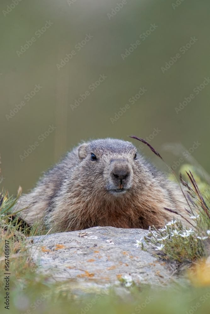 Cute marmot or groundhog (Marmota marmota) lying down near its den on an alpine meadow dotted with white flowers, against a blurred green background, Italian alps.