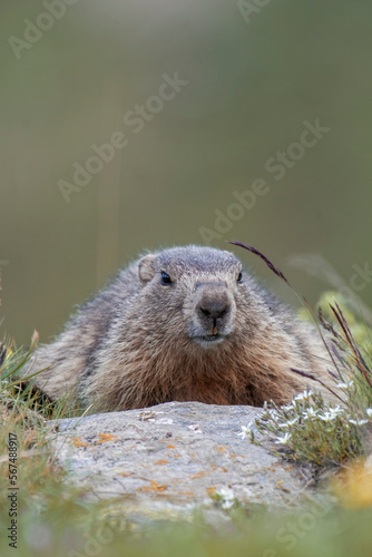 Obraz na płótnie Cute marmot or groundhog (Marmota marmota) lying down near its den on an alpine meadow dotted with white flowers, against a blurred green background, Italian alps.
w salonie