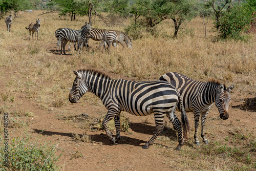 Wild zebras in serengeti national park