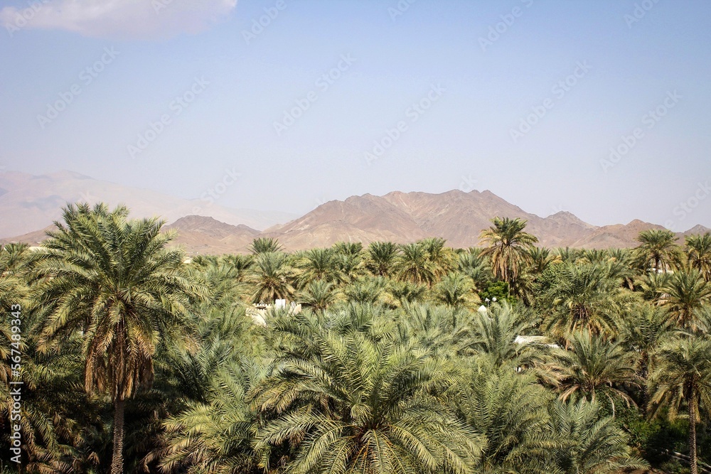 Dates palm trees view near Samail town, Oman Dates palm trees view near Samail town, Oman