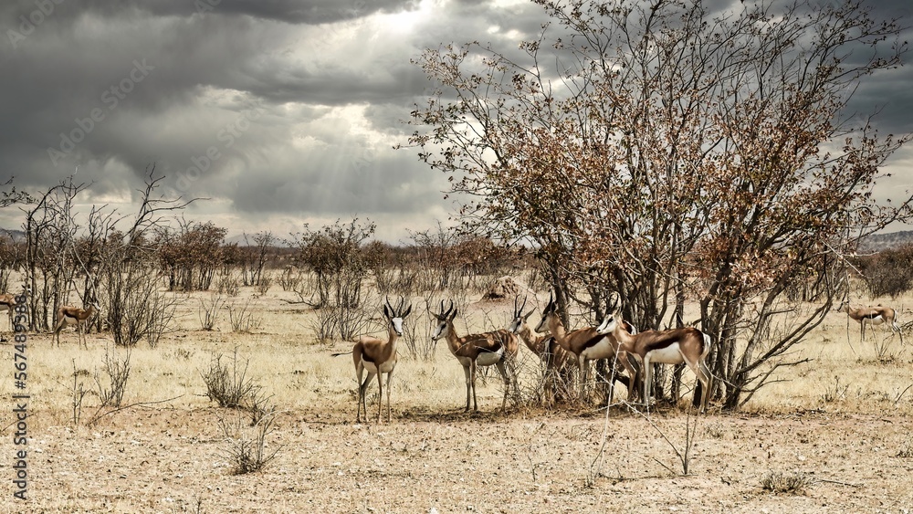 An impala herd seeking shade from the midday heat in Etosha National Park Namibia An impala herd seeking shade from the midday heat in Etosha National Park Namibia