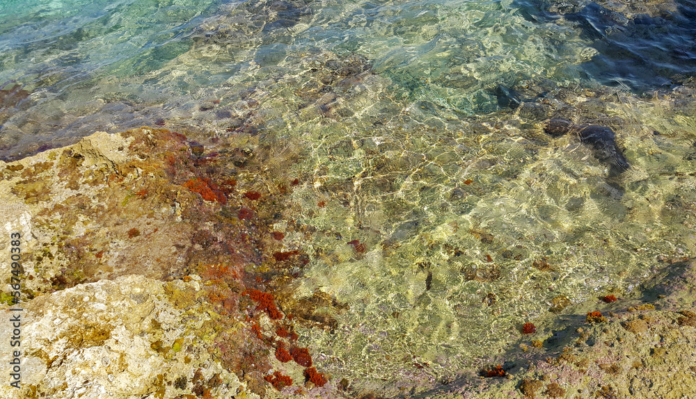 Algae on stones and a transparent sea water near the shore Algae on stones and a transparent sea water near the shore