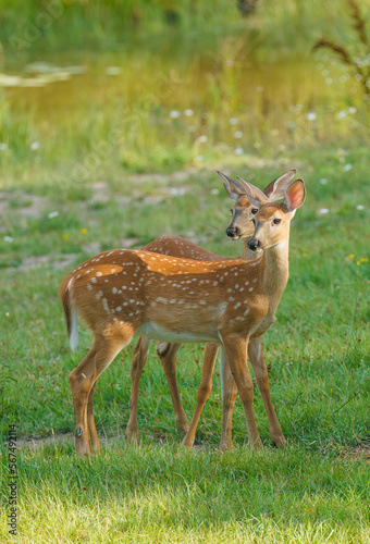 Twin white tailed fawns in grassy field 