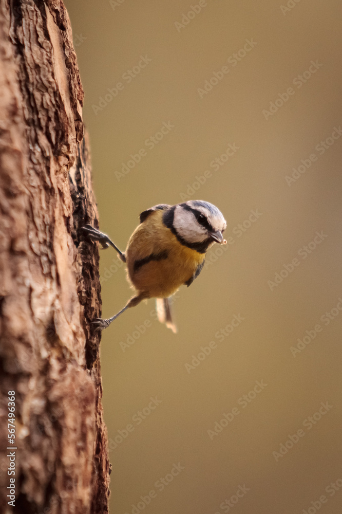 Obraz premium Blue Tit looking for food in a tree