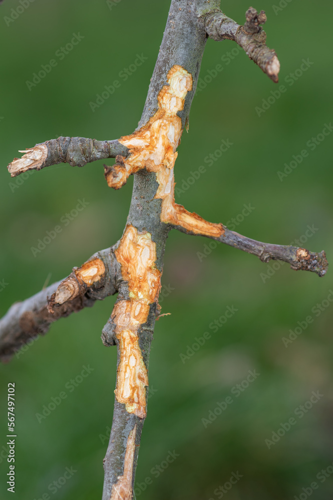 Naklejka premium Close up of a branch on an apple tree that has been chewed by a rabbit