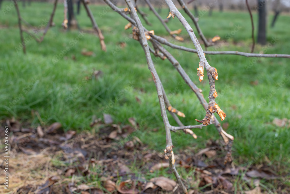Close up of a branch on an apple tree that has been chewed by a rabbit Close up of a branch on an apple tree that has been chewed by a rabbit
