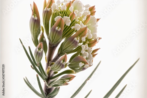  a close up of a flower on a plant with a white background in the background is a blurry image of a plant with white flowers in the foreground.  generative ai