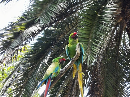 parrot on a branch
