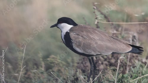 Spur-winged lapwing or plover Vanellus spinosus on Delta Evros Greece.