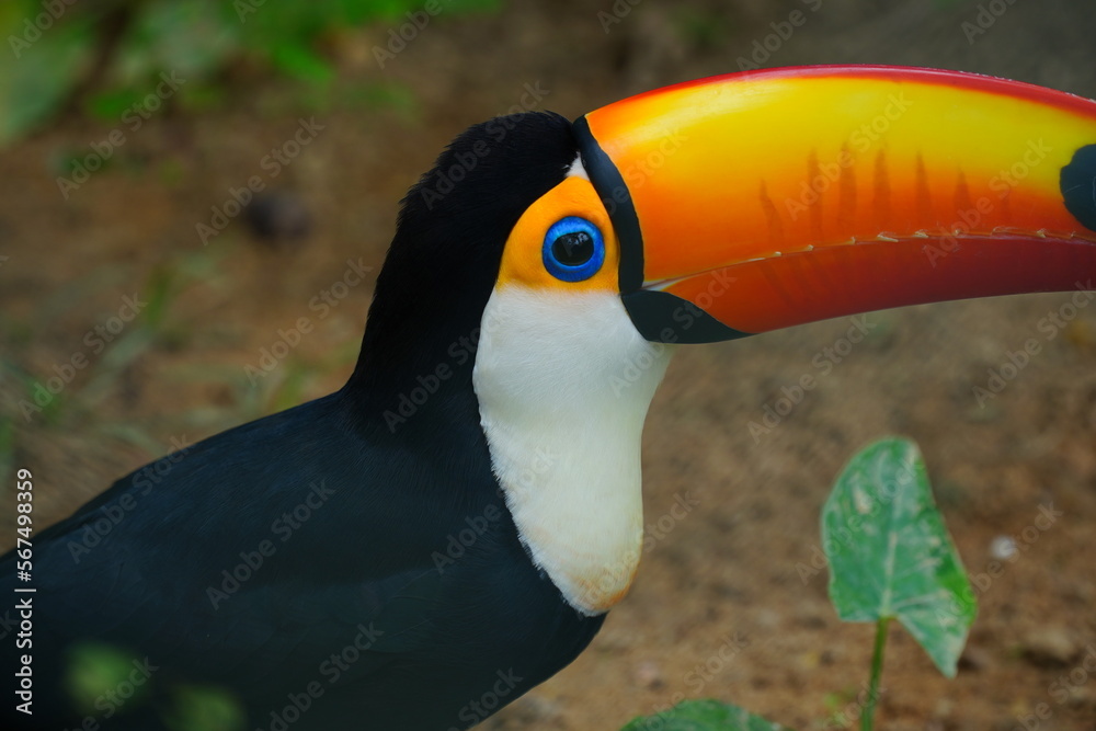 Fototapeta premium Portrait of colorful tropical bird Tucan. Wildlife animal near Manaus, Amazonas state, Brazil, South America.