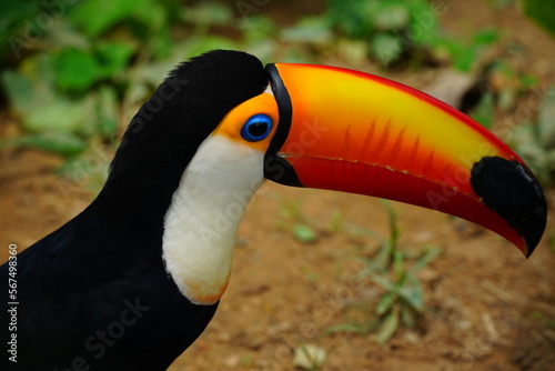 Portrait of colorful tropical bird Tucan. Wildlife animal near Manaus, Amazonas state, Brazil, South America. photo