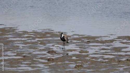 Spur-winged lapwing or plover Vanellus spinosus on Delta Evros Greece.