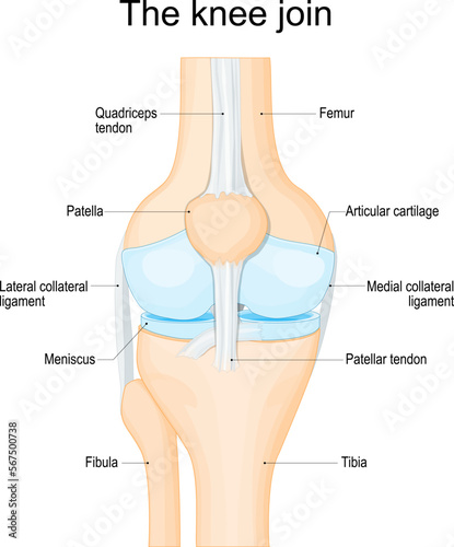 structure of a human knee joint