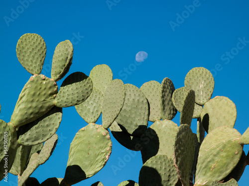 Prickle pear cactus with blue sky and the moon