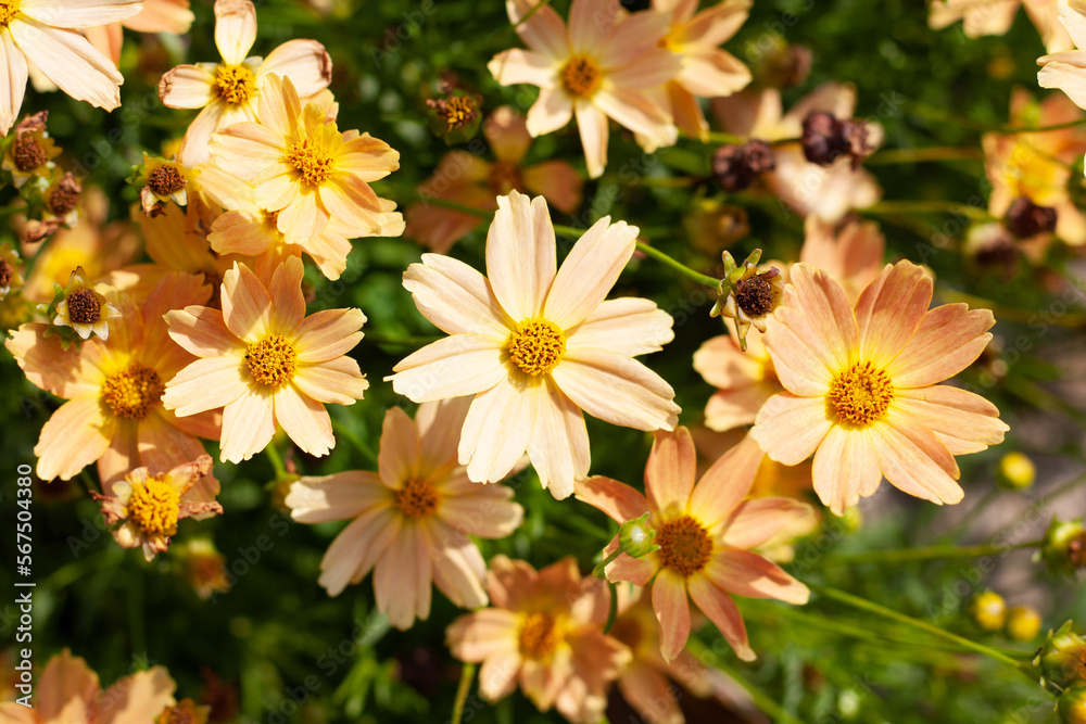 Obraz premium Orange coreopsis flowers in a garden