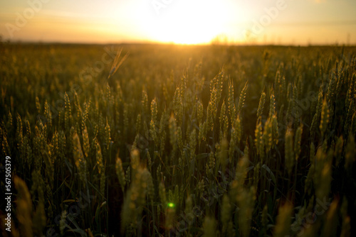 Green wheat against the background of Sunset. Beautiful summer landscape.