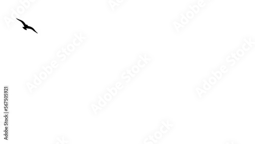 Tableau sur toile Black birds circled on white background