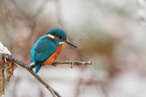 Close Portrait of a Common kingfisher (alcedo atthis) sitting on the branch and take a rest in a natural winter and snowy environment