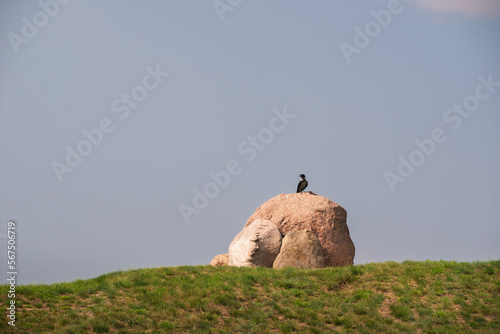 Crow on the rock in sumemr photo