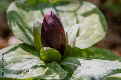 Maroon-Colored Trillium Flower Bud and Green Leaves photo