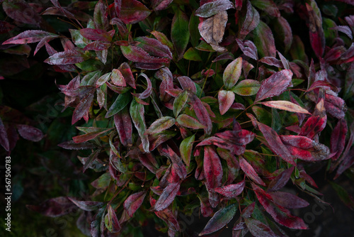 frosty colorful leaves and plants