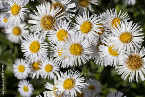 White Daisy Flowers Blooming Close Up