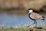 Spur-winged lapwing or plover Vanellus spinosus on Delta Evros Greece.