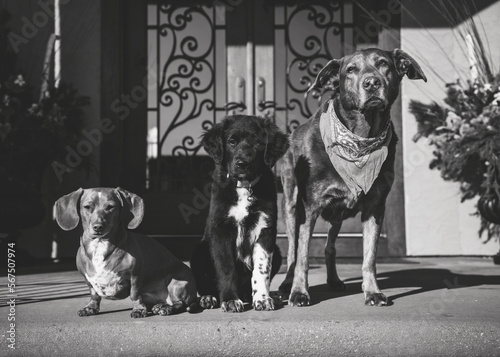 Photography dog gang