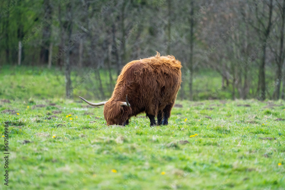 scottish highland cow in a pasture scottish highland cow in a pasture
