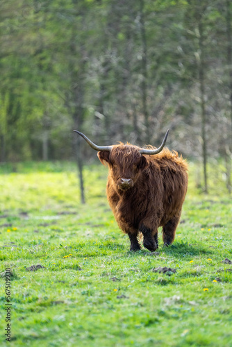 scottish highland cow in a pasture