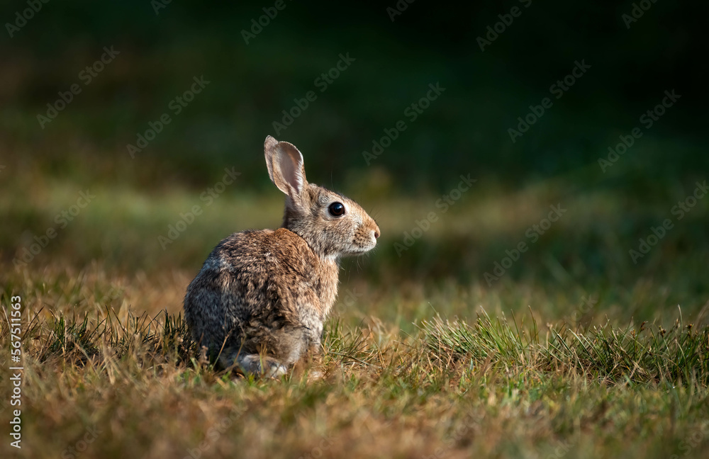 Fototapeta premium The Cottontail