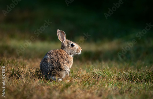 The Cottontail © Jody