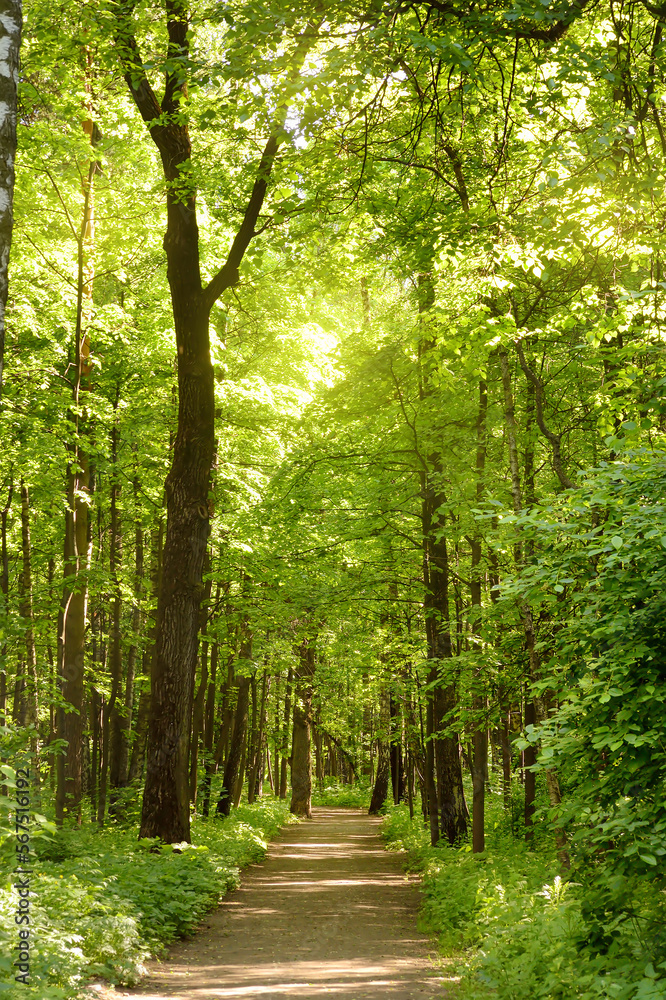 Fototapeta premium A path through a green sunny spring forest, illuminated by sunlight