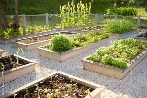 Fotografie Community kitchen garden