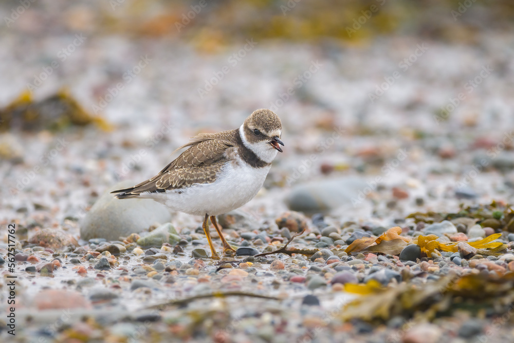 Semipalmated Plover with beak open on pebbled beach Semipalmated Plover with beak open on pebbled beach