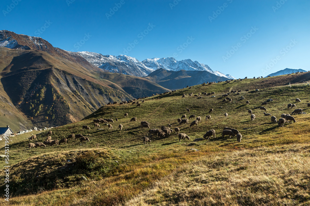 Troupeau de moutons  , Paysage du Massif de Belledonne  à l' automne , Savoie  , Alpes France.