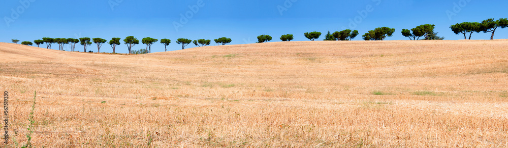 Beautiful summer landscape with trees in row