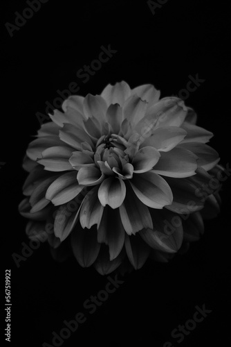 Dahlia flower in black and white