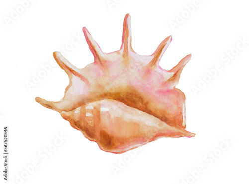 Seashell, shellfish, shell , watercolor illustration 