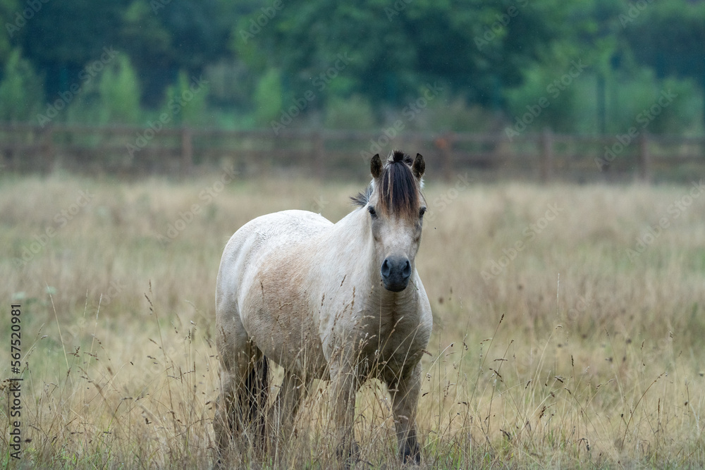 Fototapeta premium white horse in the field