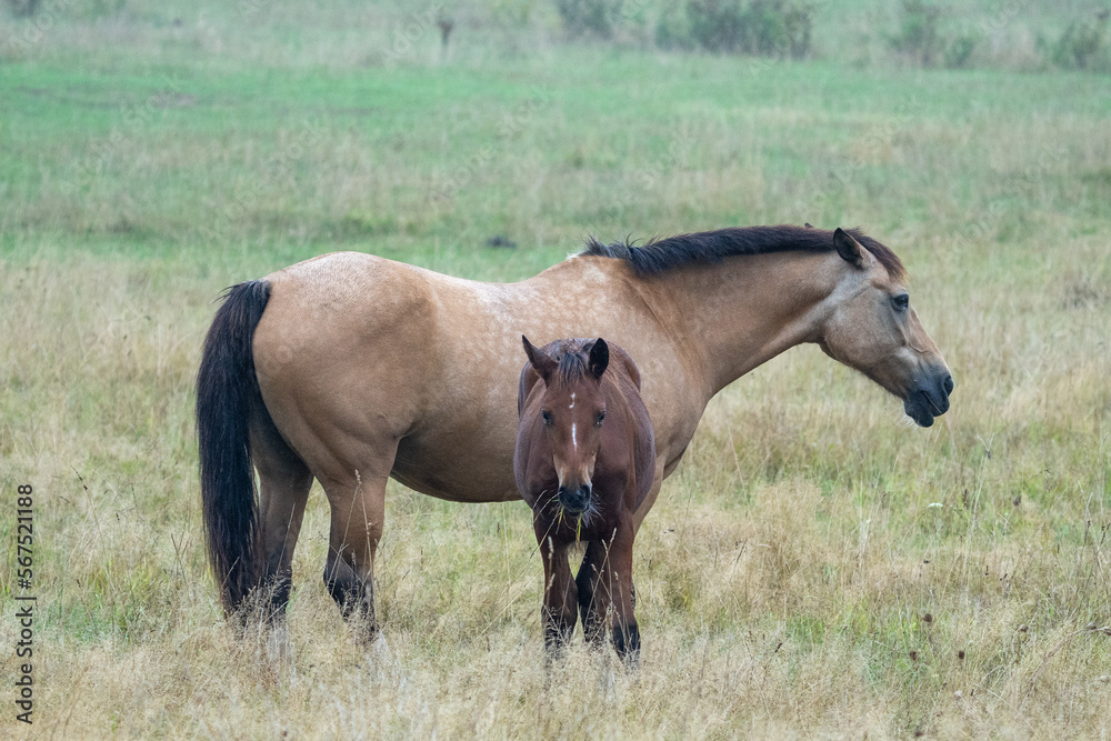 horse and foal in field horse and foal in field