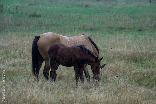 horses in the wild