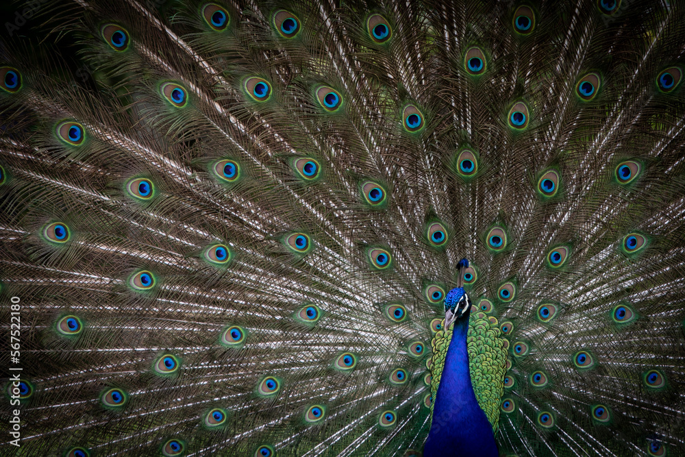 Naklejka premium peacock in Wales