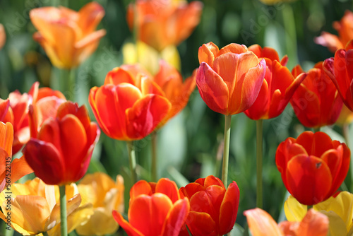Red Tulip flowers - Fort Worth Botanic Garden  Texas
