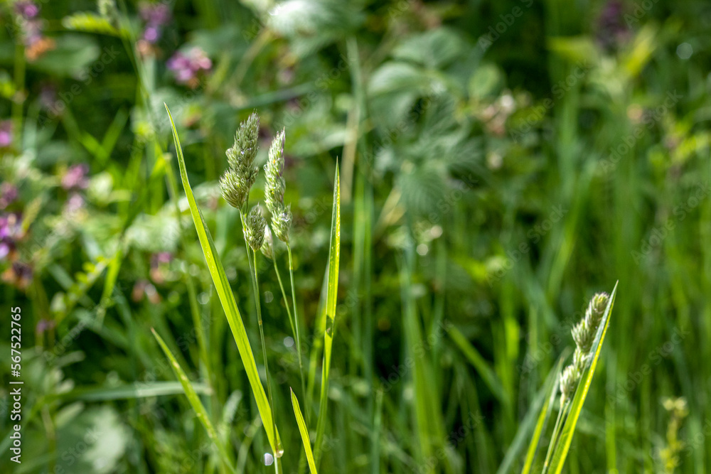 Dans les prairies d'Alsace en France Dans les prairies d'Alsace en France