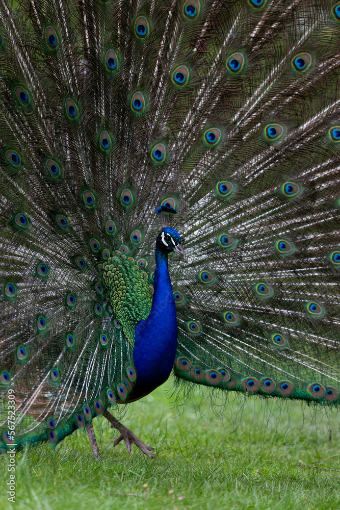 Obraz premium peacock in Wales