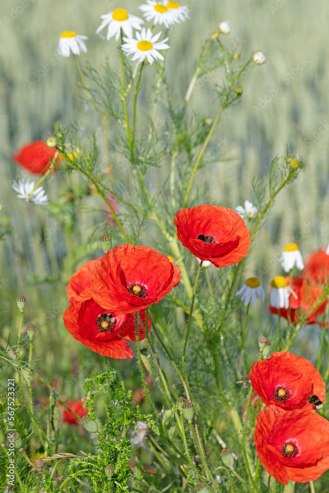 Obraz premium Roter Klatschmohn, Papaver rhoeas, am Feldrand